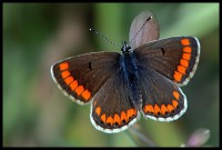 /album/natural-iter/aricia-agestis-jpg/